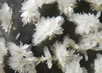 What Is The Best DMT Extraction Method?