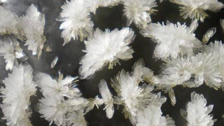 What Is The Best DMT Extraction Method?