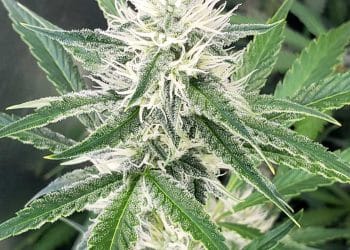 Trichome Development